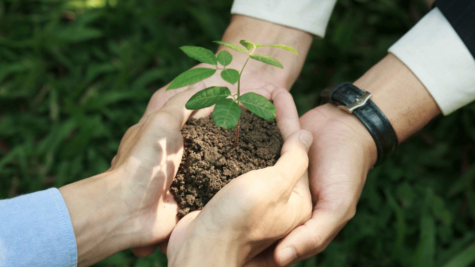 Hands holdning a plant.